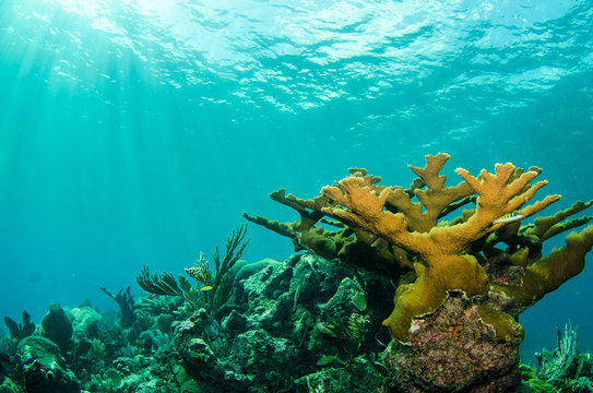 Fototapeta widoki z raf koralowych na Morzu Karaibskim