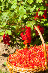 basket of red currants in the garden