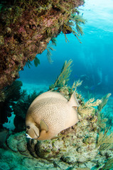 Fototapeta premium caribbean angelfish