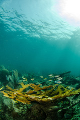 views from the coral reefs at the caribbean sea