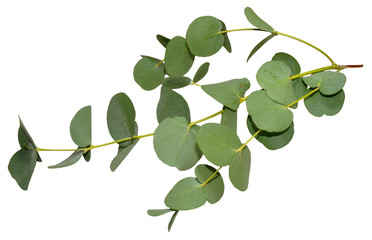 Eucalyptus Leaves © philip kinsey
