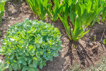 Iris shoots and showy stonecrop