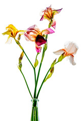 Colorful irises on a white background