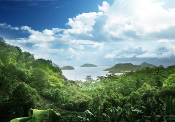 Naklejka premium jungle of seychelles island
