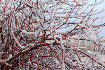 Intensely branches of willow tree engulfed in ice