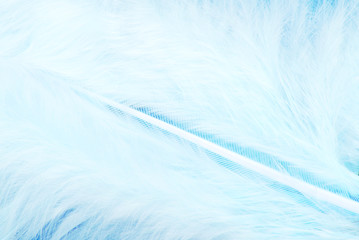 feather plumage white blue  texture