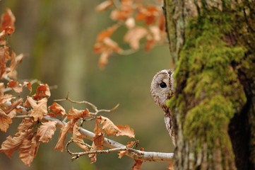 Fototapeta premium Tawny Owl hiddne behind tree trunk