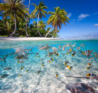Fototapeta Tropical island