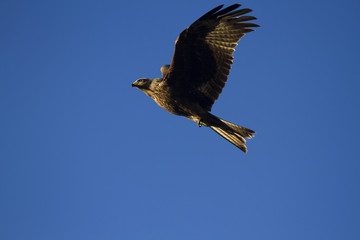 Milvus migrans, Black Kite in flight.
