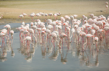 Pink flamingos