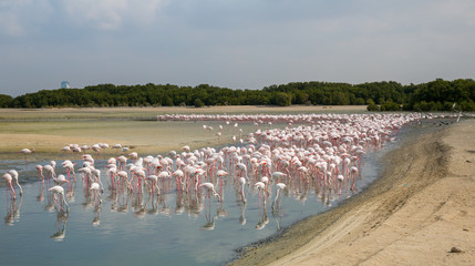 Fototapeta na wymiar Pink flamingos