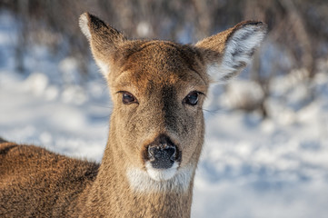 Deer 6340