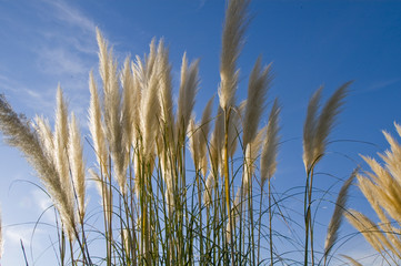 Wheat grass