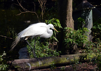 Great egret in the Florida Everglades