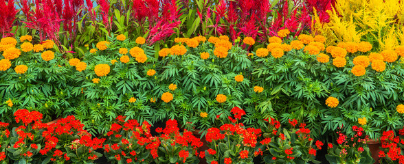 delightful flower bed in the summer park