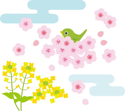 桜と菜の花の景色