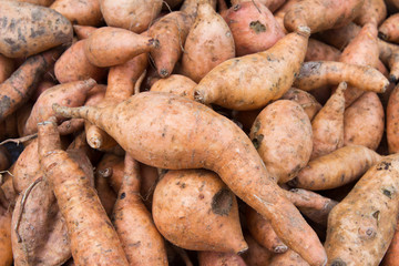 Fresh Organic Orange Sweet Potato against a background