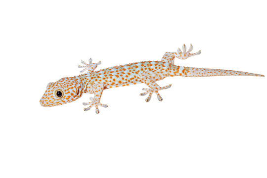 Gecko isolated on white background with path