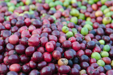 coffee berries background