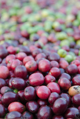 robusta coffee berries.