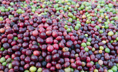 coffee berries background