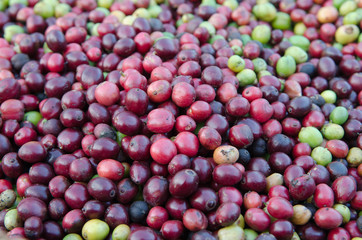 fresh coffee berries background