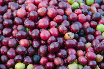 red coffee berries