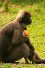 Spectacled langur sitting with a baby, Ang Thong National Marine