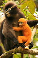 Spectacled langur sitting in a tree with a baby, Ang Thong Natio