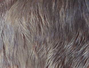 Macro Wool elk