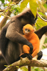 Spectacled langur sitting in a tree with a baby, Ang Thong Natio