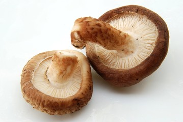 Shiitake mushroom, Authentic Chinese mushroom