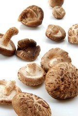 Shiitake mushroom, Authentic Chinese mushroom