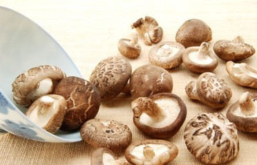 Shiitake mushroom, Authentic Chinese mushroom