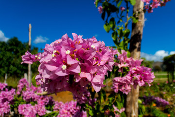 pink flower with sky