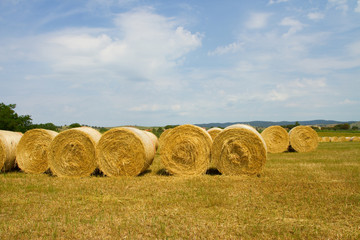 hayfield in Tuscany