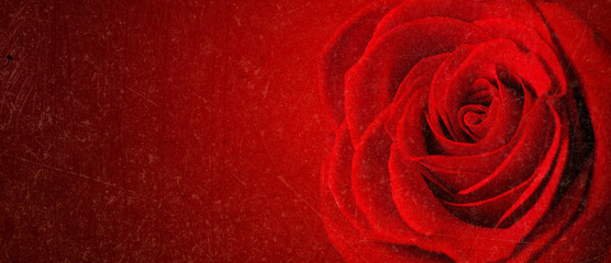 beautiful close up red rose