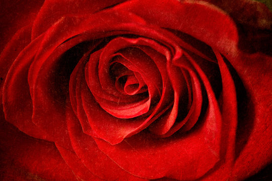 beautiful close up red rose