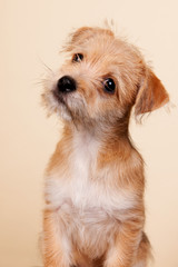 Cute little puppy © Ivonne Wierink