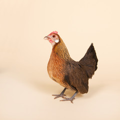 Chicken in studio on cream background