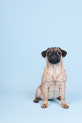 Puppy pug on blue background
