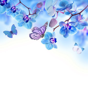 Fototapeta Floral background of tropical orchids and  butterfly