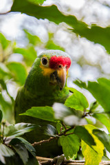 green parrot in natural habitat