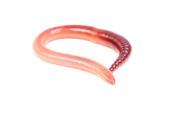 animal earth worm isolated on white background