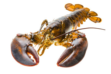 Raw lobster