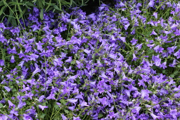 Obraz premium Agapanthe Violette