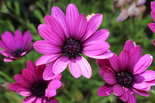 Fototapeta Anthemis Violet