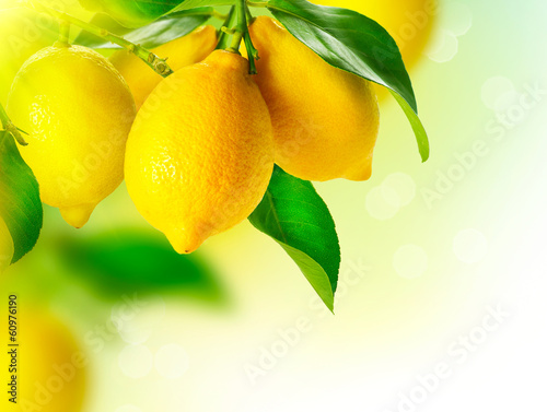 Лимон капли на ветке скачать