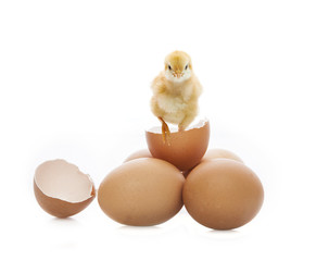 new born yellow chick broken eggshell looking to camera isolated © stockphoto mania