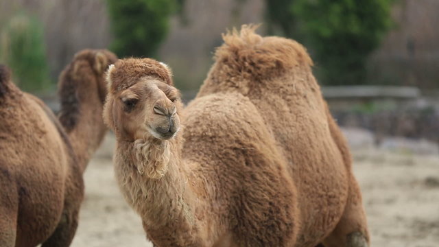 wild dromedary looking around